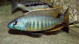 aquarium-von-heiko-groeschel-becken-327_Sciaenochromis gracilis
