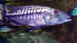 aquarium-von-heiko-groeschel-becken-327_Tyrannochromis maculiceps, WF