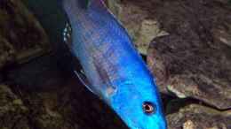 aquarium-von-heiko-groeschel-becken-327_Tyrannochromis nigriventer, WF