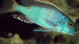 Aquarium einrichten mit Buccochromis nototaenia, F1 