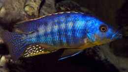 Aquarium einrichten mit Eclectochromis mbenji thick lip