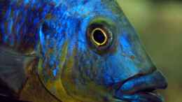 Aquarium einrichten mit Porträt Eclectochromis mbenji thick lip