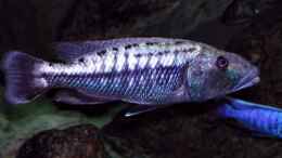 Aquarium einrichten mit Tyrannochromis maculiceps