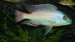 Foto mit Cheilochromis euchilus