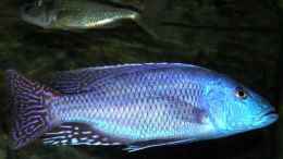 Foto mit Nimbochromis fuscotaeniatus