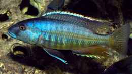 Foto mit Taeniochromis holotaenia