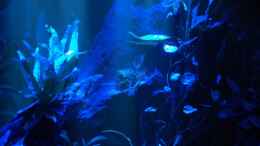 aquarium-von-dirk-leidecker-becken-3272_Mondlicht