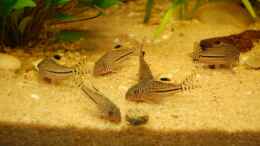 aquarium-von-dirk-leidecker-becken-3272_Trupp Corydoras trilineatus