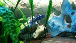 aquarium-von-angelo-nardello-old-school-becken_Melanochromis maingano 