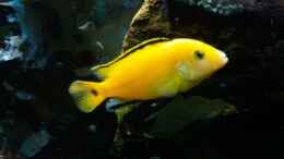 aquarium-von-angelo-nardello-old-school-becken_Labidochromis caeruleus