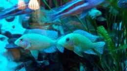 aquarium-von-angelo-nardello-old-school-becken_gute fish