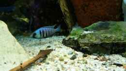 Foto mit Placidochromis Elektra
