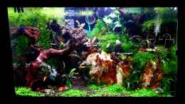 aquarium-von-scapers-love-plants-bucetank_