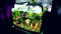 aquarium-von-scapers-love-plants-bucetank_