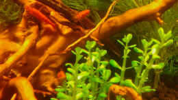 aquarium-von-kai-m-kais-kleine-garnelenzucht-2_Neocaridina jung, 2cm
