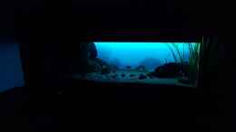 aquarium-von-limited-deep-blue-malawi_Sonnenaufgang
