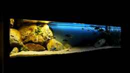aquarium-von-limited-deep-blue-malawi_Mittagssonne