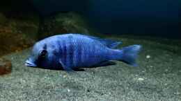 aquarium-von-limited-deep-blue-malawi_Cyrtocara moorii