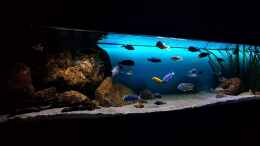aquarium-von-limited-deep-blue-malawi_Aktuell mit Patina