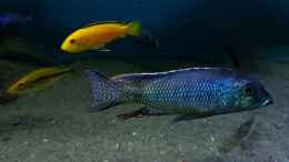 aquarium-von-limited-deep-blue-malawi_Lethrinops leptodon Nkhata Bay