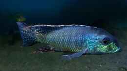 aquarium-von-limited-deep-blue-malawi_Lethrinops leptodon Nkhata bay