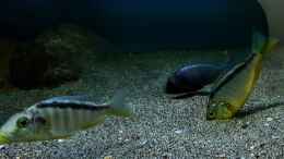 Aquarium einrichten mit Taeniolethrinops furcicauda