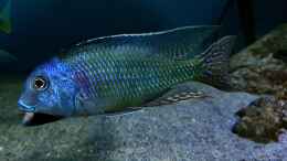 aquarium-von-limited-deep-blue-malawi_Tramitichromis lituris Mdoka