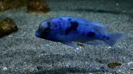 aquarium-von-limited-deep-blue-malawi_Cyrtocara moorii