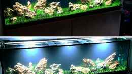aquarium-von-koba2-iwagumi_Collage: unten 1.Tag - oben nach einer Woche 