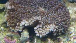 aquarium-von-martinerft-meerwasser-becken_Koralle 5.3