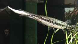 Aquarium einrichten mit Lepisosteus oculatus frisst Stinte