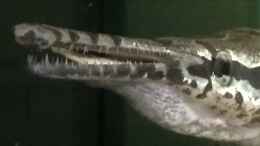 Aquarium einrichten mit Lepisosteus oculatus Mega Zähne