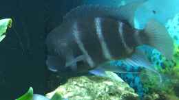 aquarium-von-stefan1971-becken-32778_Cyphotilapia frontosa Männchen