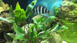 aquarium-von-stefan1971-becken-32778_Cyphotilapia frontosa Weibchen