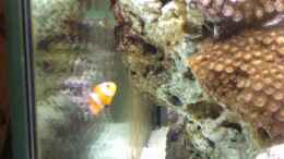 aquarium-von-rene-geisler-becken-3278_Clown Fische (Nachzucht)