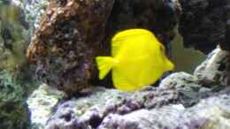 aquarium-von-rene-geisler-becken-3278_nochmal der gelbe