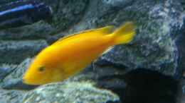 aquarium-von-balian-mannis-malawiwelt_Yellow