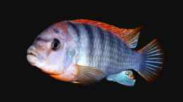 aquarium-von-marco-raemisch-becken-3280_Labidochromis Red Top Hongi M