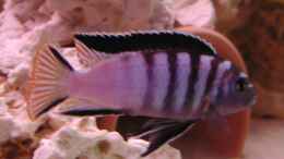 aquarium-von-marco-raemisch-becken-3280_Pseudotropheus Elongatus Mpanga Yellow Tail