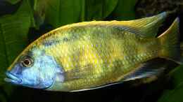 aquarium-von-marco-raemisch-becken-3280_Nimbochromis Venustus M/ nichtmehr im Becken