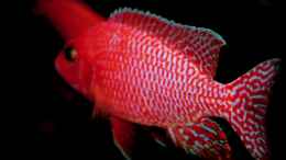 Aquarium einrichten mit Aulonocara Firefish M