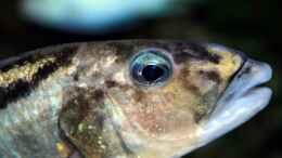 aquarium-von-marco-raemisch-becken-3280_Makro Aristochromis Christyi Dame