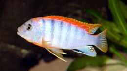aquarium-von-marco-raemisch-becken-3280_Labidochromis Red Top Hongi M