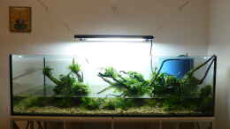 aquarium-von-torsten-franke-am-waldrand_Mit etwas mehr Wasser lassen sich die Stengelpflanzen leicht