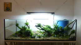 aquarium-von-torsten-franke-am-waldrand_die kleinen Pflanzen sind alle gesetzt