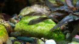 aquarium-von-yoshimaus-riverdream_ Gastromyzon zebrinus(?) (mittig im Bild)