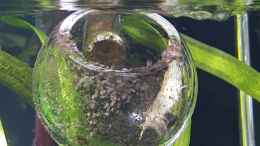 Aquarium einrichten mit Fächergarnele (Atyopsis moluccensis)