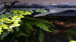 aquarium-von-yoshimaus-riverdream_Erste Schaumnestversuche vom Honiggurami-Männlein