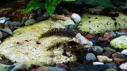 aquarium-von-yoshimaus-riverdream_Gastromyzon viriosus