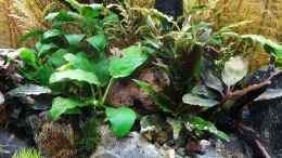 aquarium-von-yoshimaus-pflanzenwelt-nur-noch-beispiel_... mit Nachwuchs von Apistogramma panduro